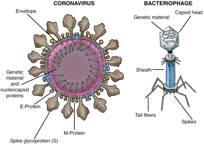 Bahasa inggris virus