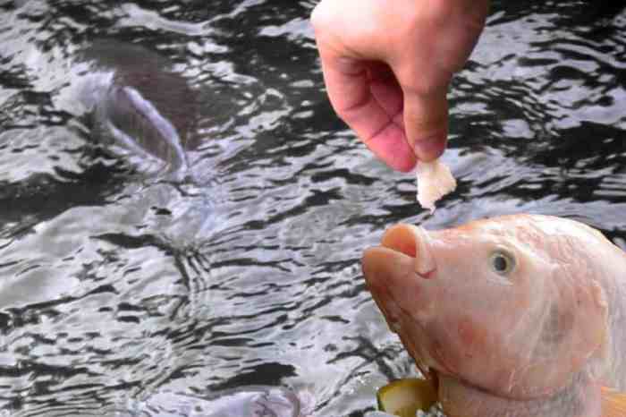 Cara menghitung pakan ikan nila