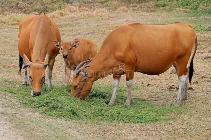 Calf artinya dalam bahasa indonesia