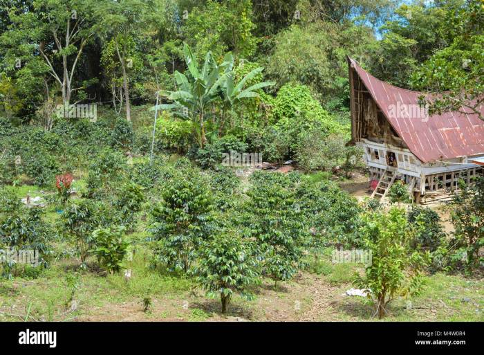 Sejarah perkebunan di indonesia