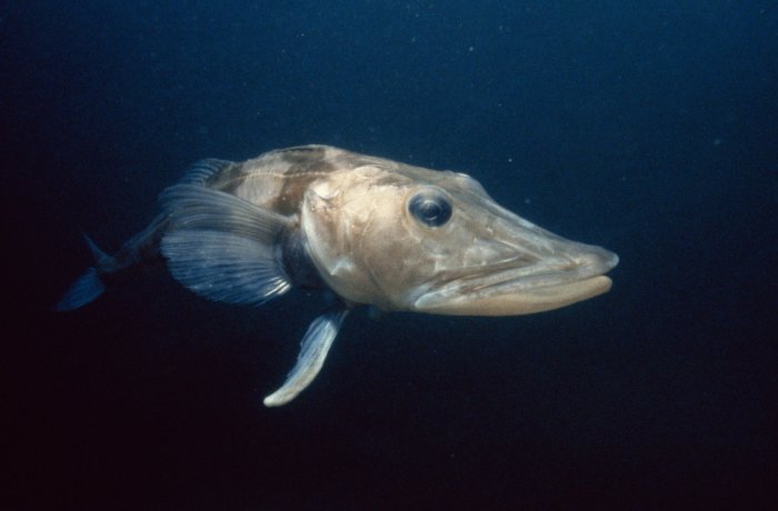 Ikan fish