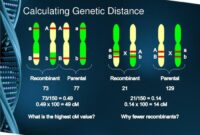 Map linkage genes genetic mapping calculate