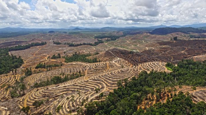 Plantation sumatra doubled rainforests destroying hilton paul