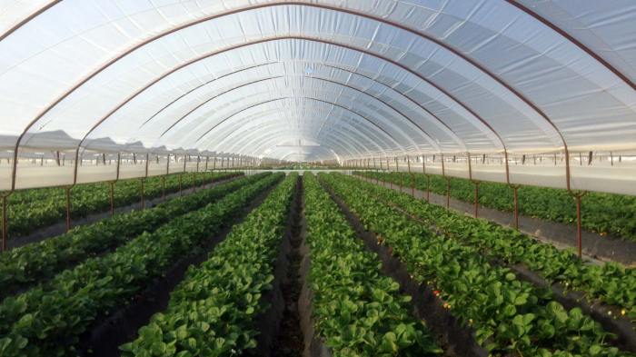 Greenhouse agricultural film films technology agriculture uv reliable packaging feedsfloor plastic products covering