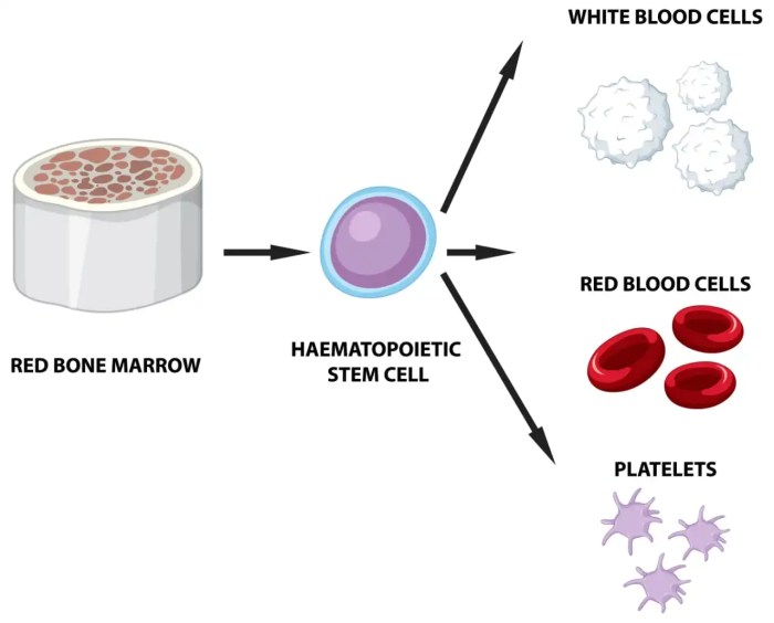 Platelet aggregation