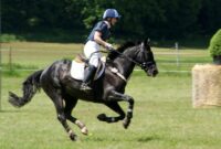 Riding lessons horseback equestrian horses english