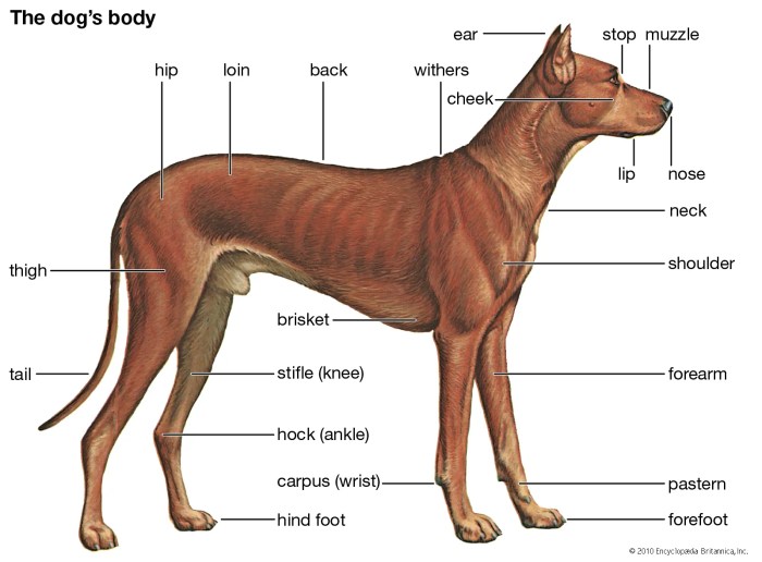 Deskripsi anjing dalam bahasa inggris