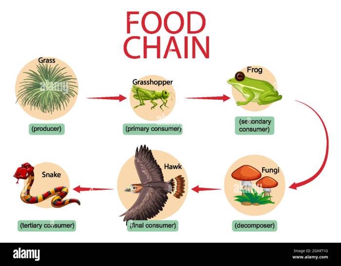 Food chain pyramid energy grade 5th science worksheet 7th web rainforest teaching ecosystem activities elementary answer key chains education school