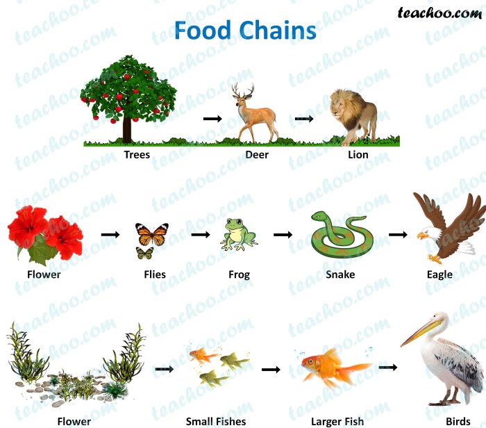 Pengertian rantai makanan berilah contoh rantai makanan di kolam dalam ilmu biologi