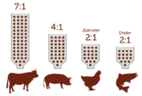 Cara menghitung fcr ayam broiler