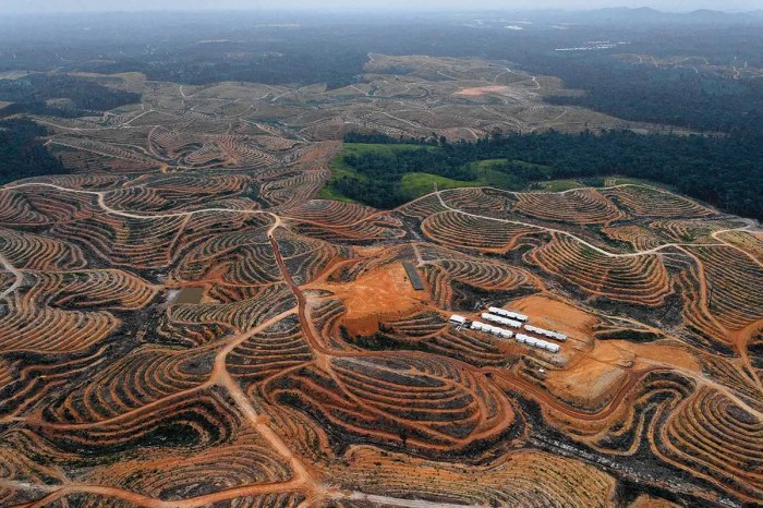 Deforestation pandemics preventing workers rampant sasaki inhabitat