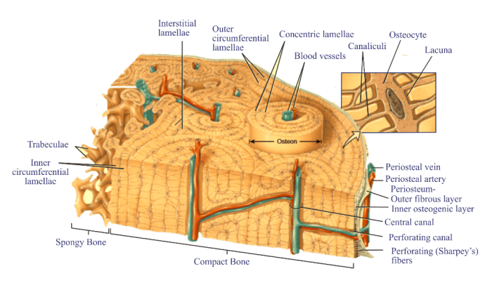 Histology pathweb nus medicine sg