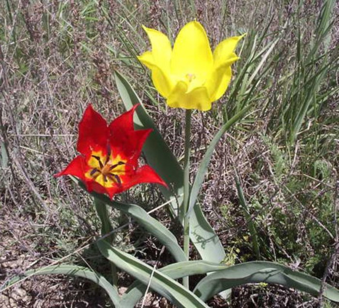 Sejarah bunga tulip