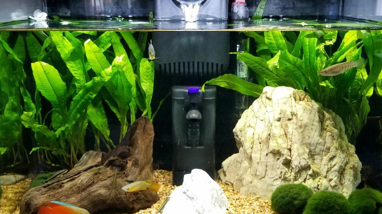 Cara menghitung kebutuhan filter aquarium