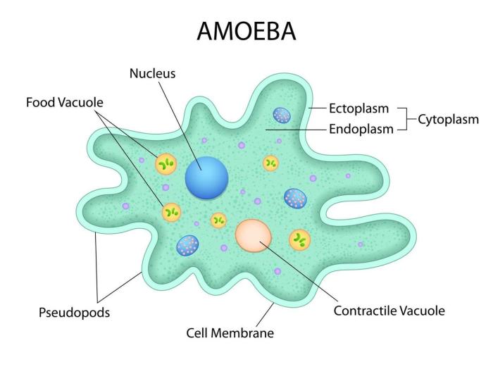 Cara menghitung amoeba