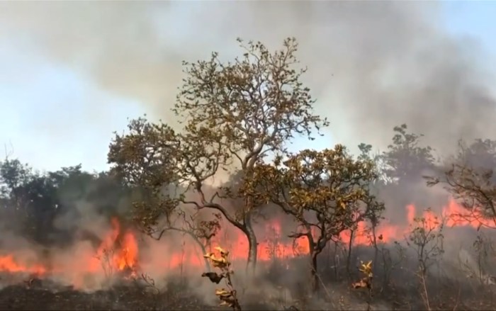 Contoh artikel kebakaran hutan di indonesia