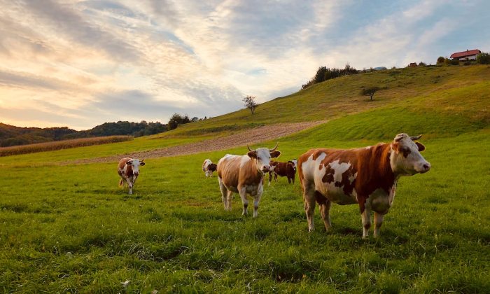 Farming cattle