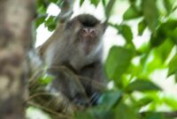 Lutung kasarung bahasa inggris