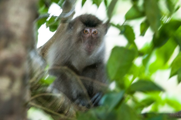 Lutung kasarung bahasa inggris