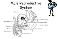 Contoh soal sistem reproduksi manusia kelas 9