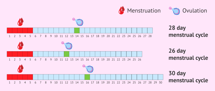 Cara menghitung masa subur siklus 30 hari