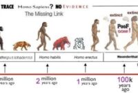 Evolution wikipedia man age wiki timeline evolutionary history species introduction human tree humans stamboom years van life haeckel time vertebrates