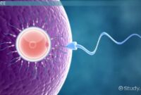 Wikipedia fertilization ovum sperm