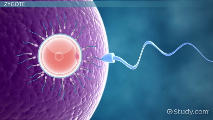 Wikipedia fertilization ovum sperm