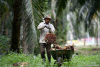 Cara menghitung rendemen kelapa sawit