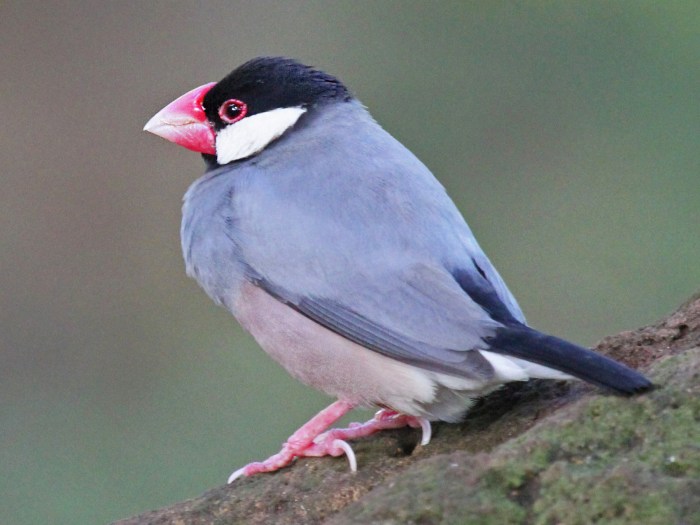 Sejarah burung perkutut