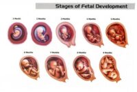 Cara menghitung berat badan bayi dalam kandungan