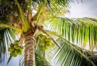 Coconut kew coconuts cocos nucifera