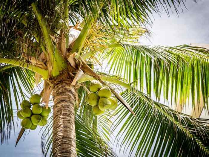 Coconut kew coconuts cocos nucifera