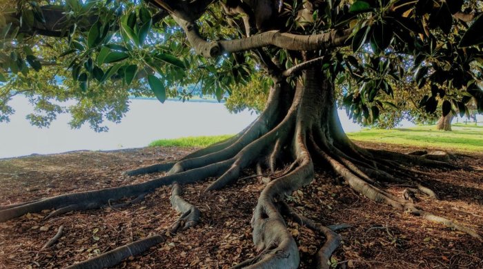 Roots tree our large removed should when think comments