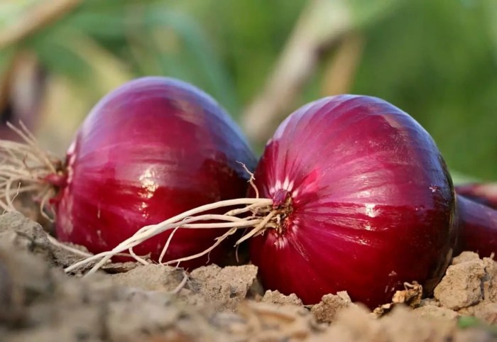 Cara menghitung hasil panen bawang merah