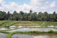 Contoh cerita singkat bahasa indonesia lengkap dengan tema ide pokok