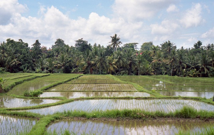 Contoh cerita singkat bahasa indonesia lengkap dengan tema ide pokok