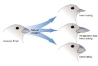 Contoh soal evolusi biologi kelas 12