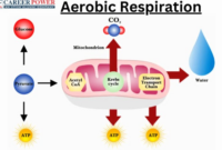 Contoh soal respirasi aerob