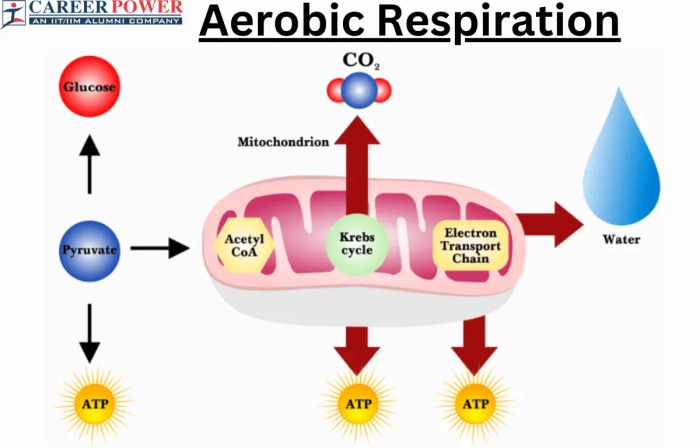 Contoh soal respirasi aerob