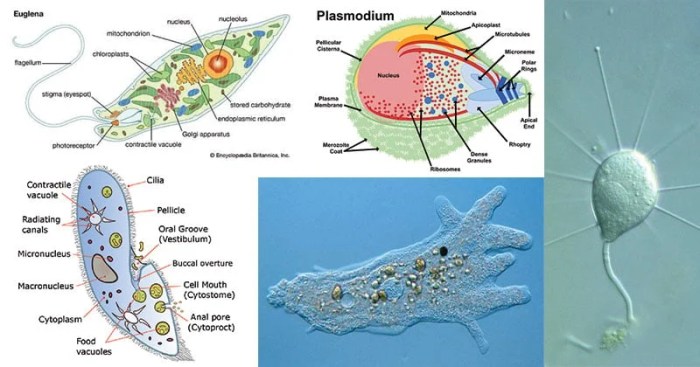 Contoh laporan protozoa