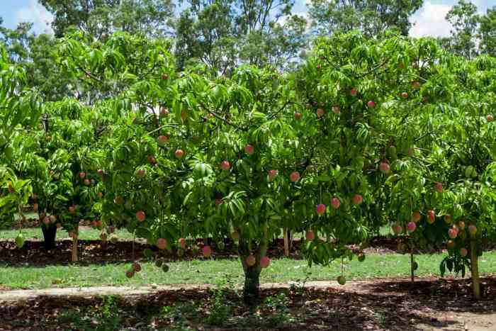 Contoh teks laporan hasil observasi tentang tumbuhan mangga