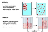 Contoh laporan difusi dan osmosis